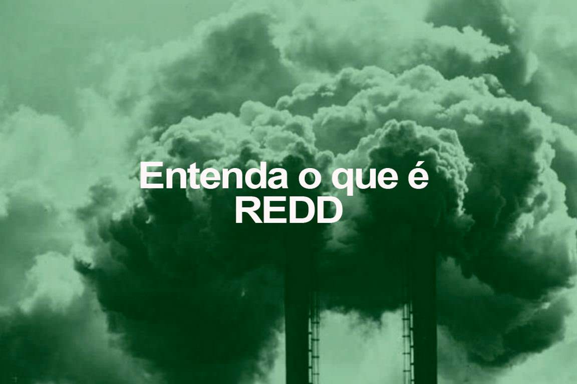 ENTENDA O QUE É REDD: Redução das Emissões por Desmatamento e Degradação  florestal